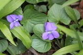 Enlarge photo 499
