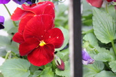 Enlarge photo 505