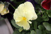 Enlarge photo 507