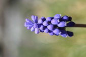 Enlarge photo 513