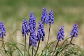 Enlarge photo 516