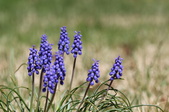 Enlarge photo 518