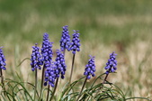 Enlarge photo 519