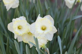 Enlarge photo 520
