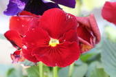Enlarge photo 521