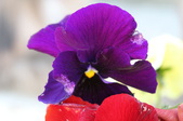 Enlarge photo 522