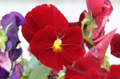 Enlarge photo 523