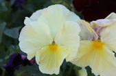 Enlarge photo 524