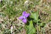 Enlarge photo 526