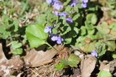Enlarge photo 527