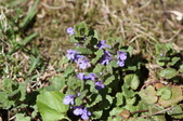 Enlarge photo 529