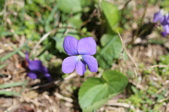Enlarge photo 531