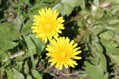 Enlarge photo 532