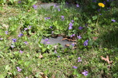 Enlarge photo 533