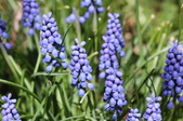 Enlarge photo 535