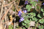 Enlarge photo 545