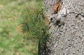 Enlarge photo 549