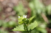 Enlarge photo 550