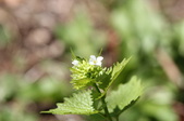 Enlarge photo 551