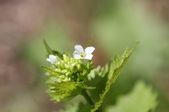 Enlarge photo 552