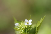 Enlarge photo 556