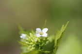 Enlarge photo 557