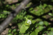 Enlarge photo 559