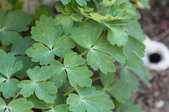 Enlarge photo 562