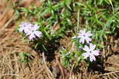 Enlarge photo 563