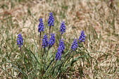 Enlarge photo 575