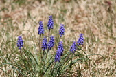 Enlarge photo 576