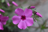 Enlarge photo 577