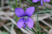 Enlarge photo 584