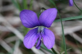 Enlarge photo 585