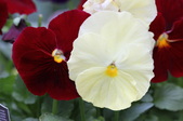 Enlarge photo 589