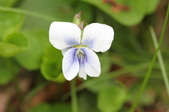 Enlarge photo 590