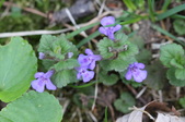 Enlarge photo 592