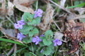 Enlarge photo 593