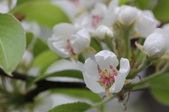 Enlarge photo 597