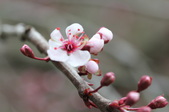 Enlarge photo 605