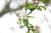 Enlarge photo 617