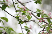 Enlarge photo 618