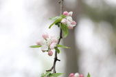 Enlarge photo 620