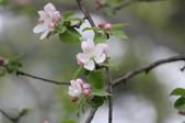 Enlarge photo 621