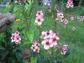 Enlarge photo 39