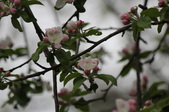 Enlarge photo 623