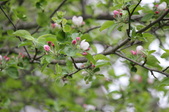 Enlarge photo 625