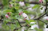 Enlarge photo 626