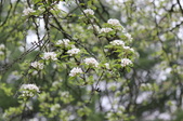 Enlarge photo 627