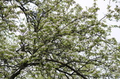 Enlarge photo 628